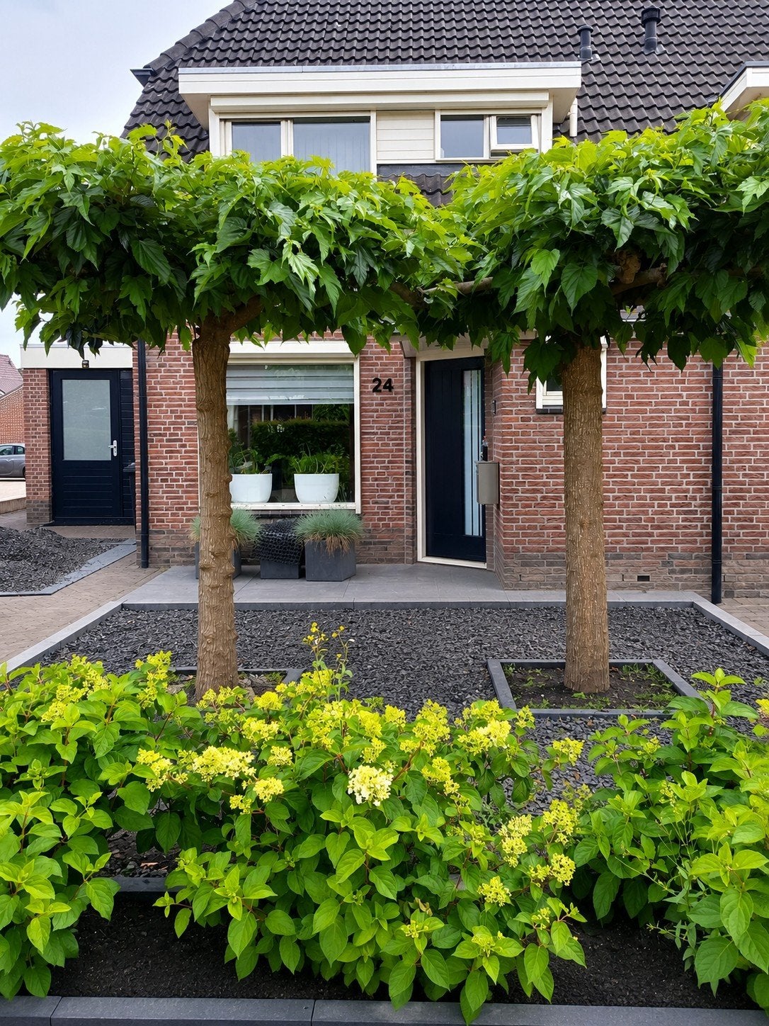 2 Prachtige Plataanbomen voor uw tuin, Bloeit niet, Leiboom, 250 tot 400 cm, Ophalen