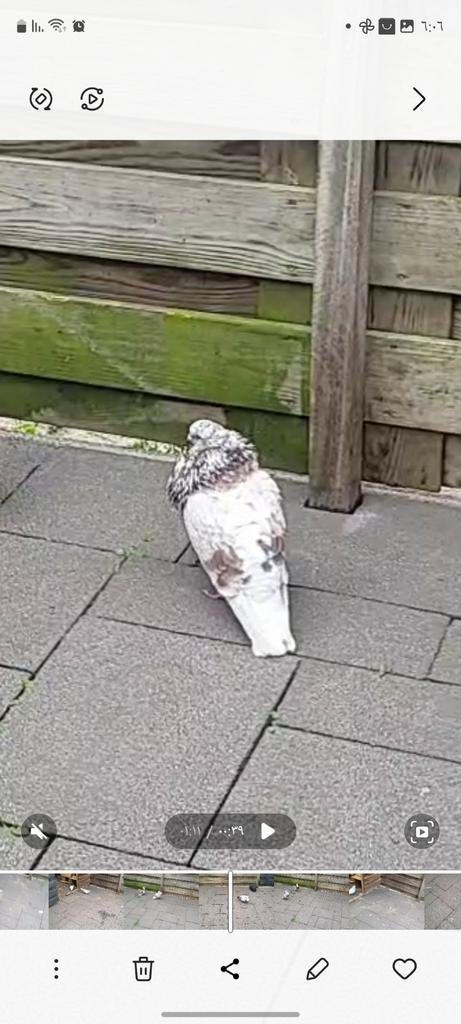 Ik ben het kwijtgeraakt, Mannelijk
