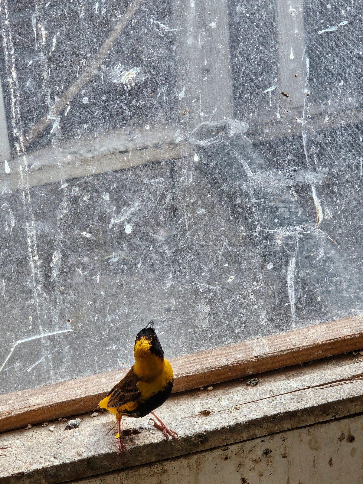 napoleonwever mooi koppel, Dieren en Toebehoren, Vogels | Overige Vogels, Meerdere dieren, Tropenvogel