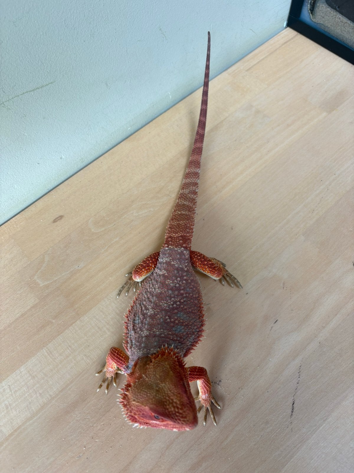 Baardagaam Ginger inclusief terrarium en toebehoren Bearded Dragon photo 9