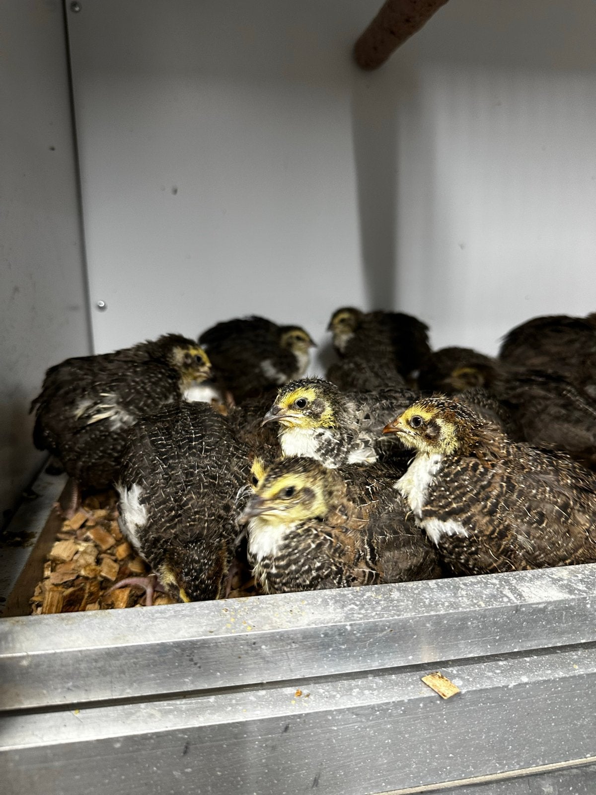 Japanse kwartels, Dieren en Toebehoren