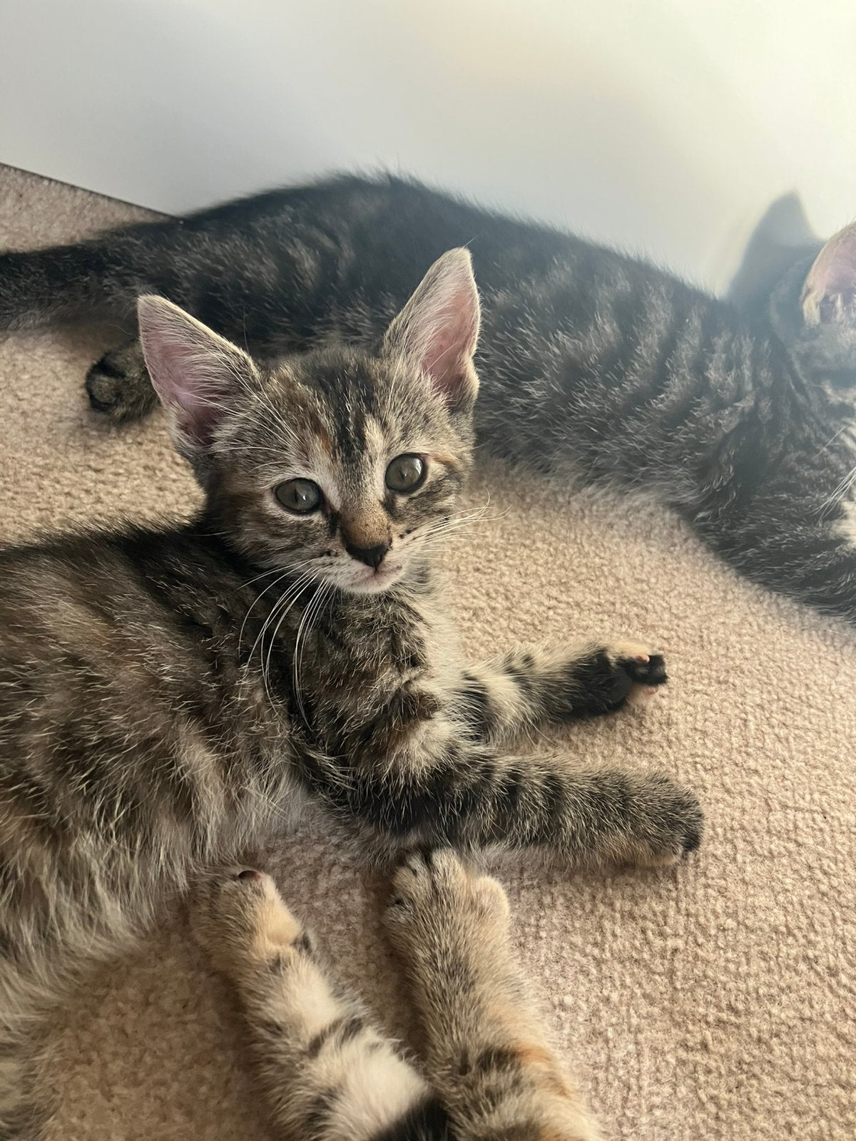 Kittens en boerderij katten, Dieren en Toebehoren, Meerdere dieren, Kortharig, 0 tot 2 jaar
