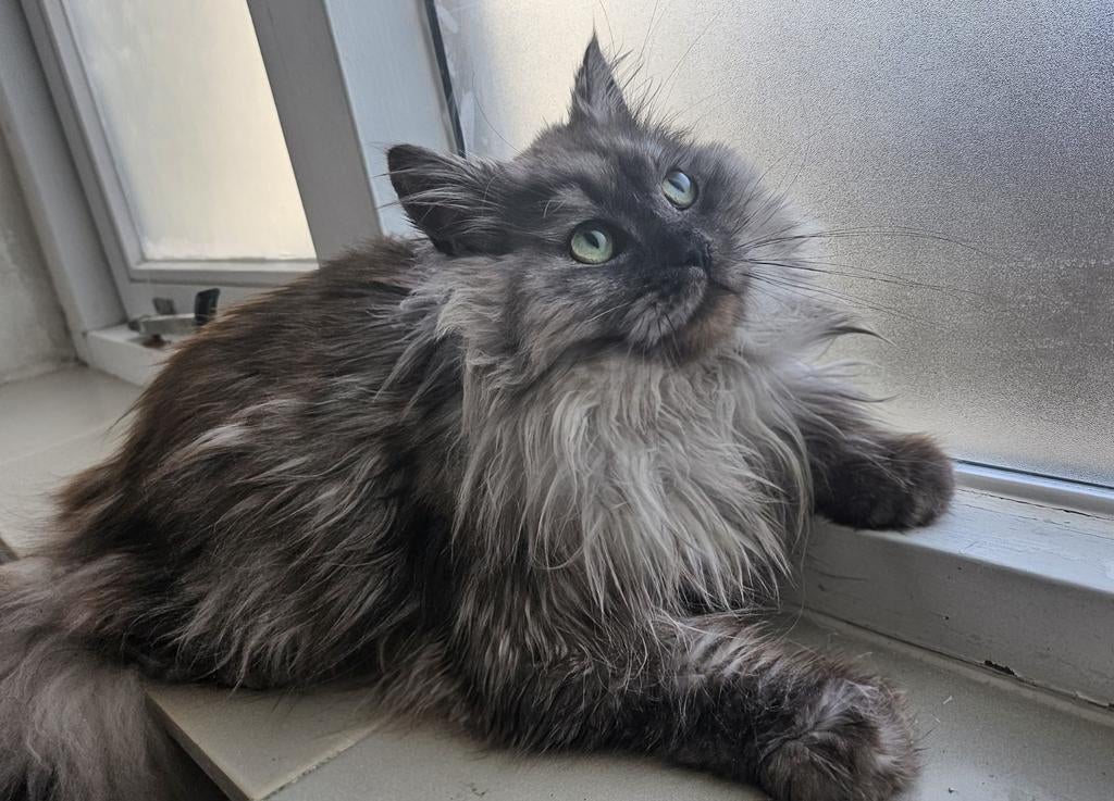 Prachtige grijze Maine Coon x Pers (mannetje), Dieren en Toebehoren, Katten en Kittens | Raskatten | Langhaar, Kater, Ontwormd