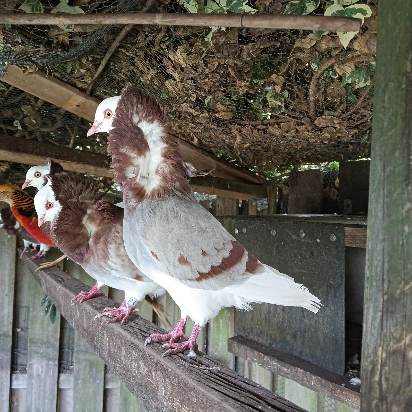 kapucijners, Dieren en Toebehoren, Vogels | Duiven, Meerdere dieren, Overige soorten