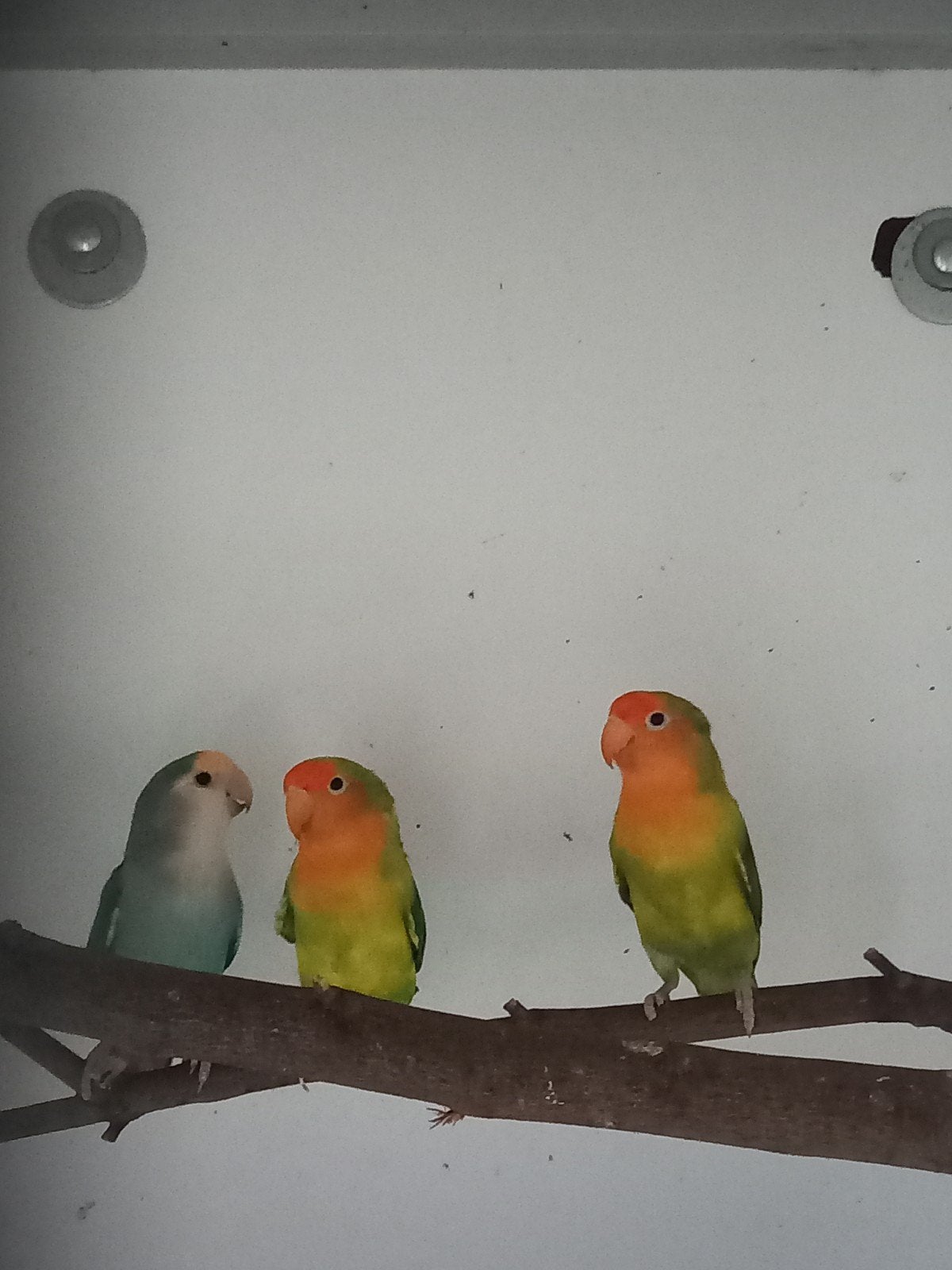 Tekoop:3 rosei collies, Dieren en Toebehoren, Vogels | Parkieten en Papegaaien, Meerdere dieren, Dwergpapegaai of Agapornis