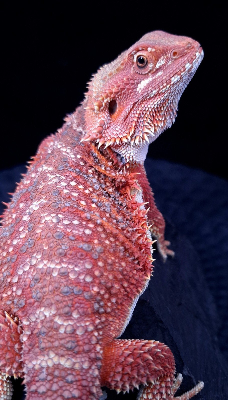 Baardagaam Vrouwen Red Hypo Blue Bar

Red Hypo
Re Bearded Dragon photo 18