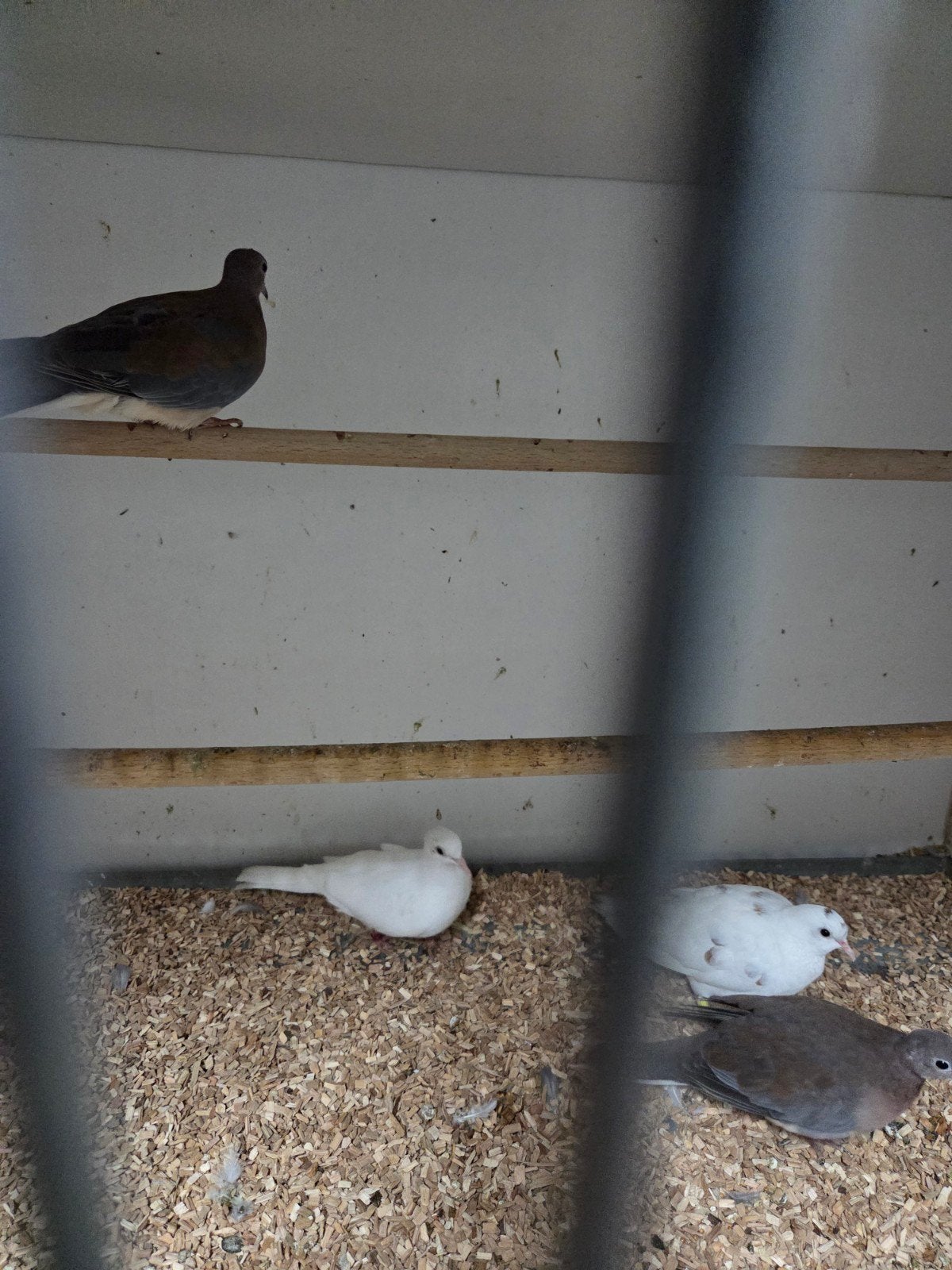 Senegal mutaties, Dieren en Toebehoren, Meerdere dieren, Overige soorten