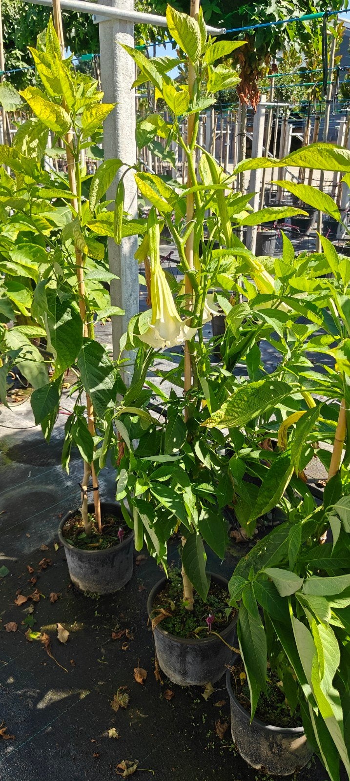 brugmansia bomen enkel wit, Ophalen, Volle zon, Overige soorten