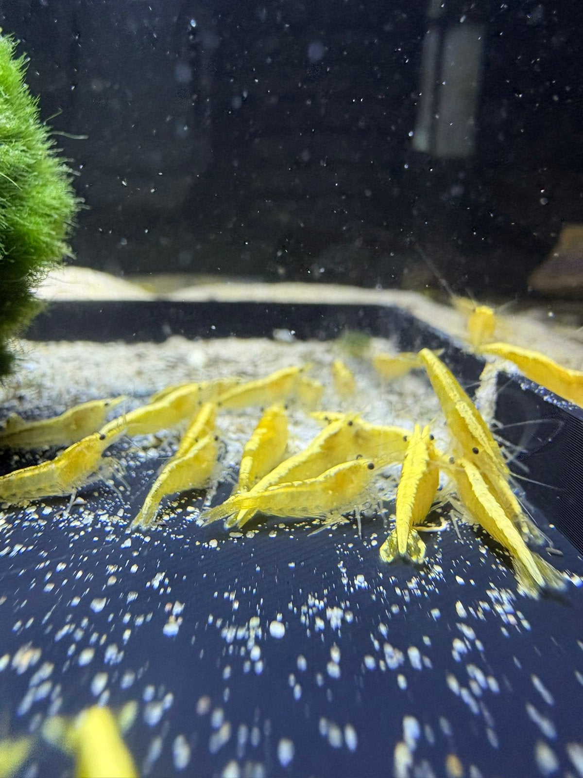 Neocaridina & Caridina siergarnalen – diverse soorten, Dieren en Toebehoren, Vissen | Aquariumvissen, Kreeft, Krab of Garnaal