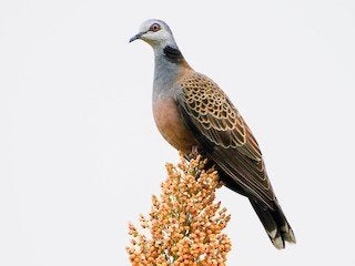 adamawa, Dieren en Toebehoren, Mannelijk, Geringd