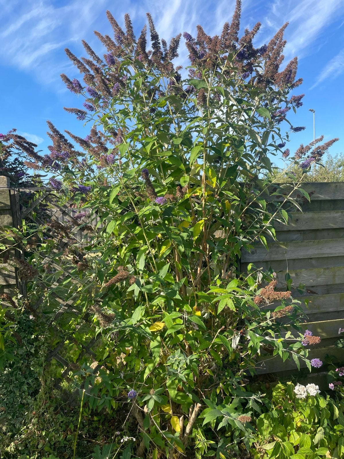 Vlinderstruik (Buddleja davidii) - Zelf uitgraven, Volle zon, Vaste plant, Zomer, Ophalen