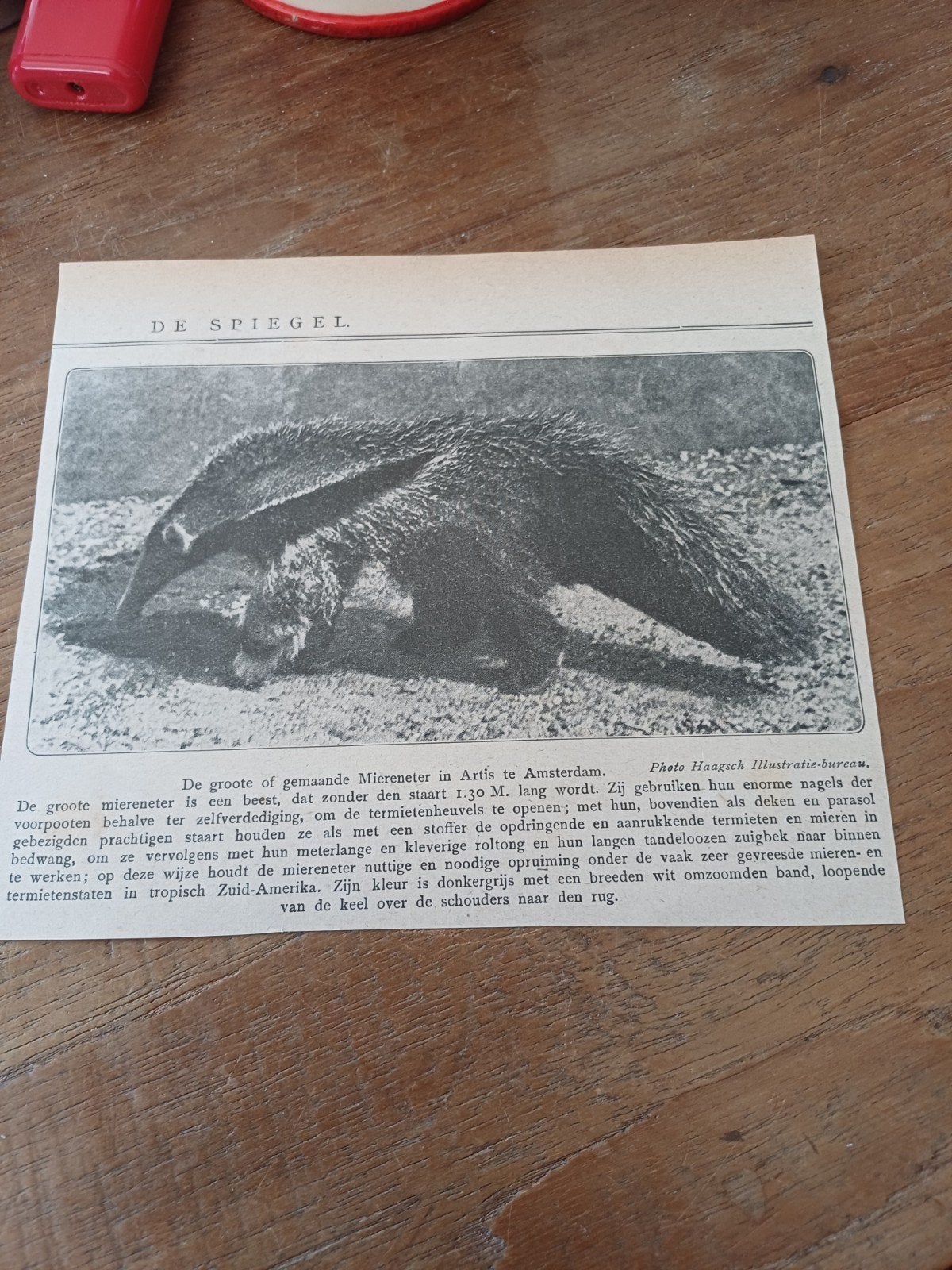 knipsel miereneter dierentuin Artis Amsterdam 1921, Ophalen of Verzenden, Gebruikt