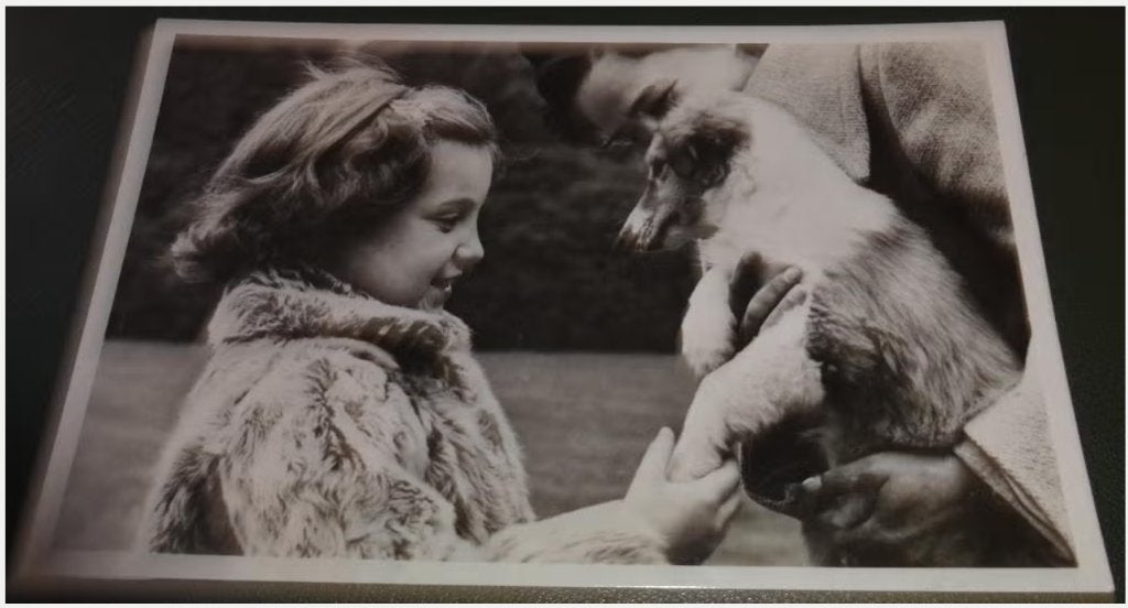 Koninklijk Huis - Margriet - nov 1950 - met jonge collie, Verzenden, Zo goed als nieuw, Nederland, Kaart, Foto of Prent