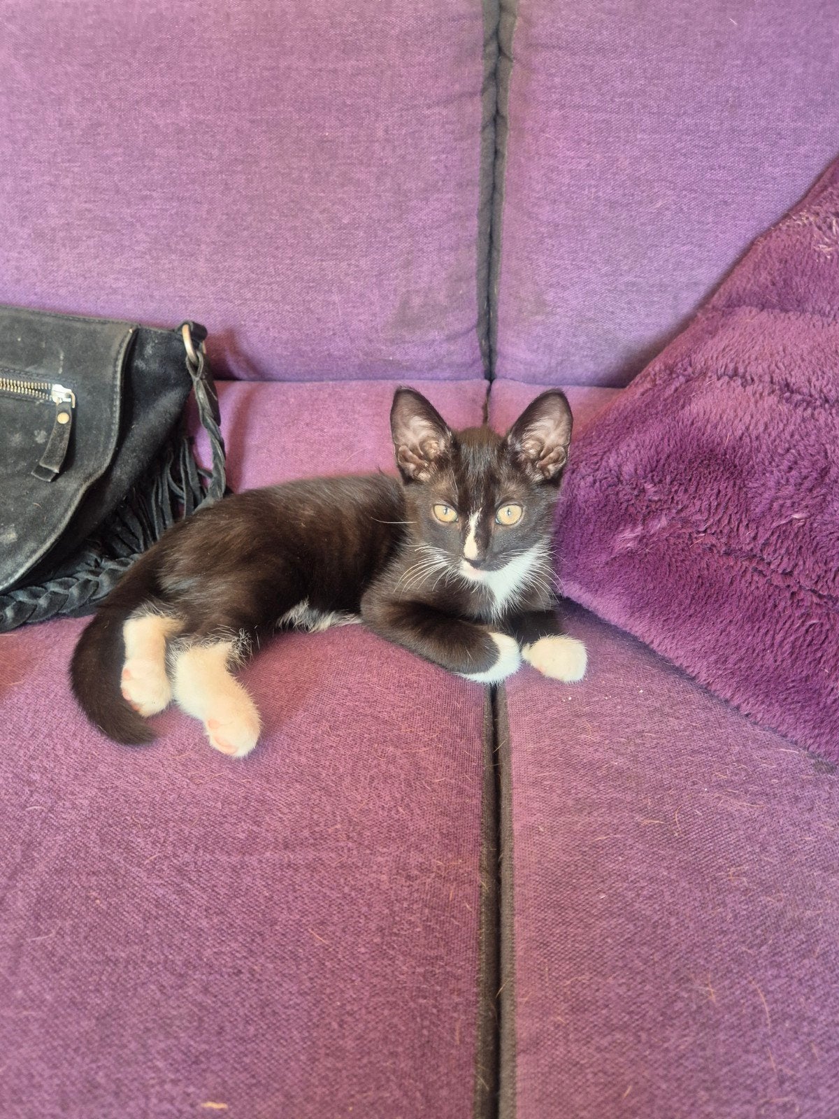 kittens te koop, Meerdere dieren, Kortharig, 0 tot 2 jaar