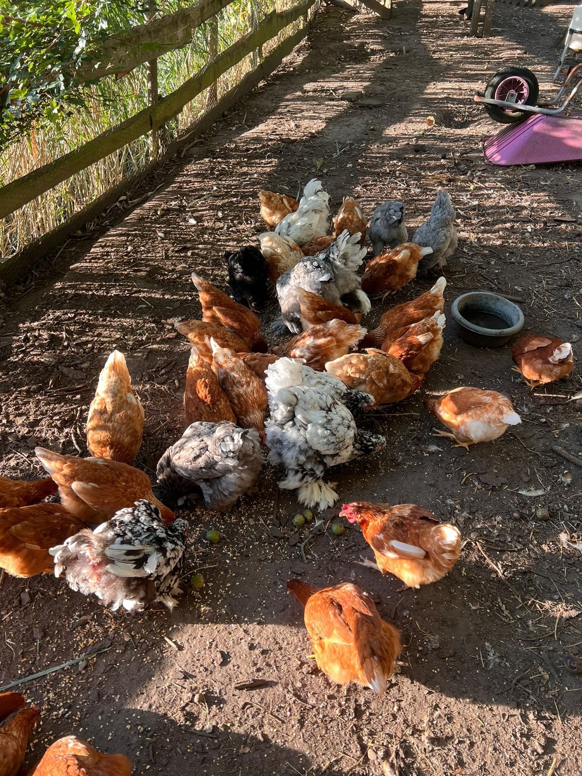 Kippen te koop!, Vrouwelijk, Kip