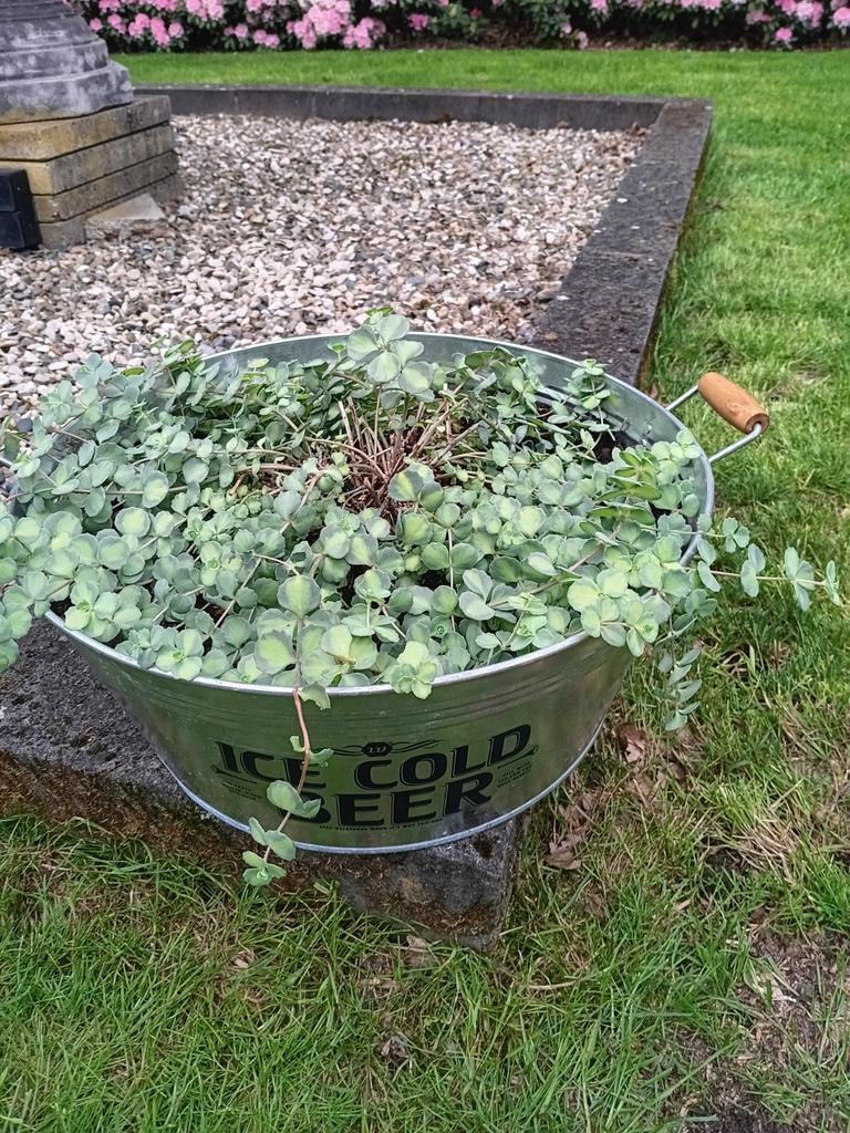 Zinken bak met Oktobervetkruid., Tuin en Terras, Tuinwanddecoratie, Ophalen, Gebruikt