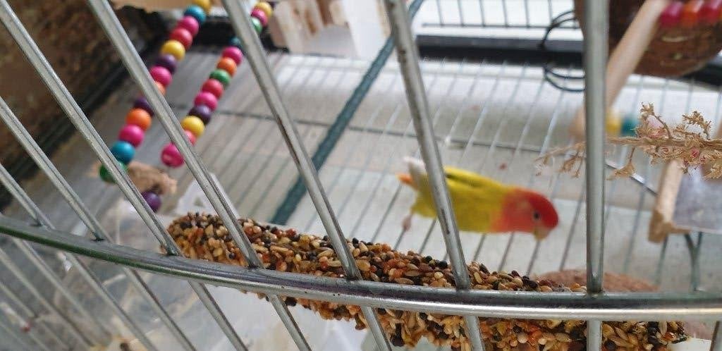 Agapornis, Dieren en Toebehoren, Vogels | Parkieten en Papegaaien, Geslacht onbekend, Dwergpapegaai of Agapornis