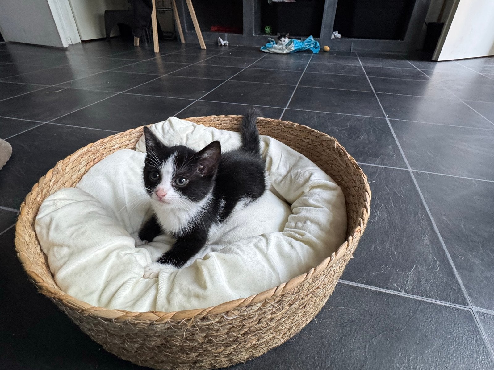 Kittens 8 weken oud, Poes, Kortharig, 0 tot 2 jaar