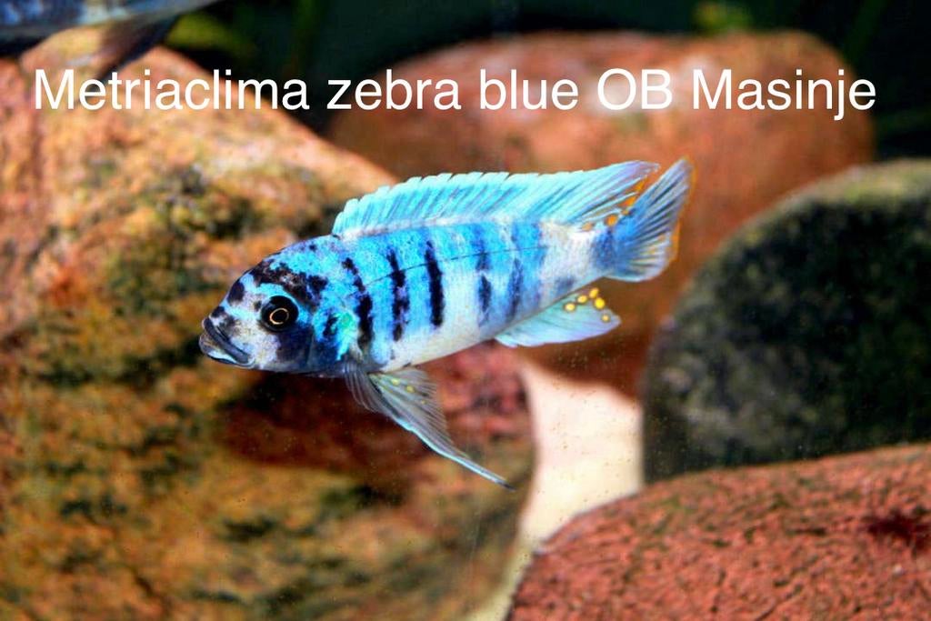 Metriaclima zebra blue OB masinje ( malawi cichlide ), Vis