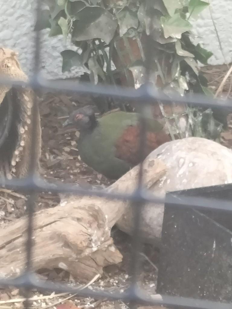 roul roul, Dieren en Toebehoren, Vrouwelijk, Tropenvogel, Geringd