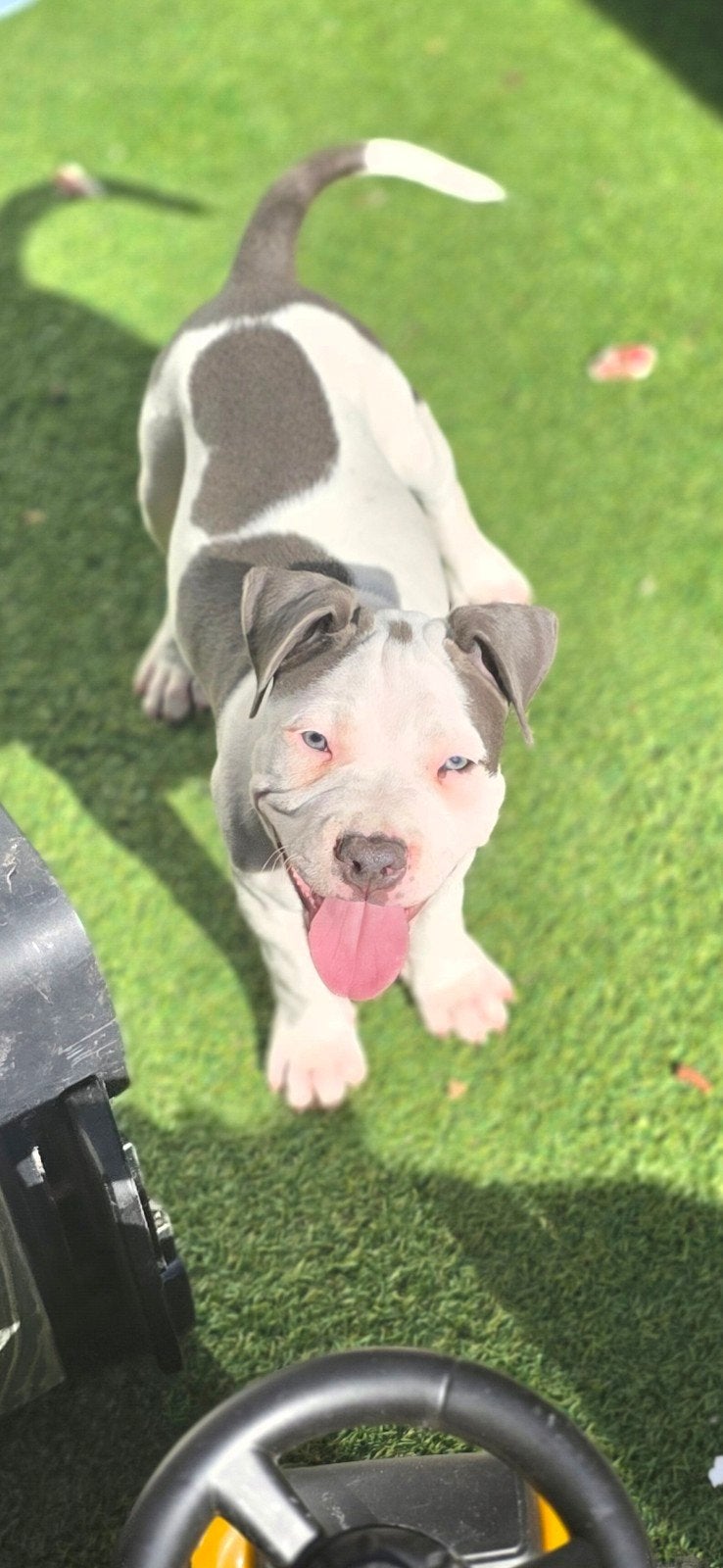 Blue American Staffordshire Terrier Puppies, 8 tot 15 weken, Meerdere, Meerdere dieren, Nederland