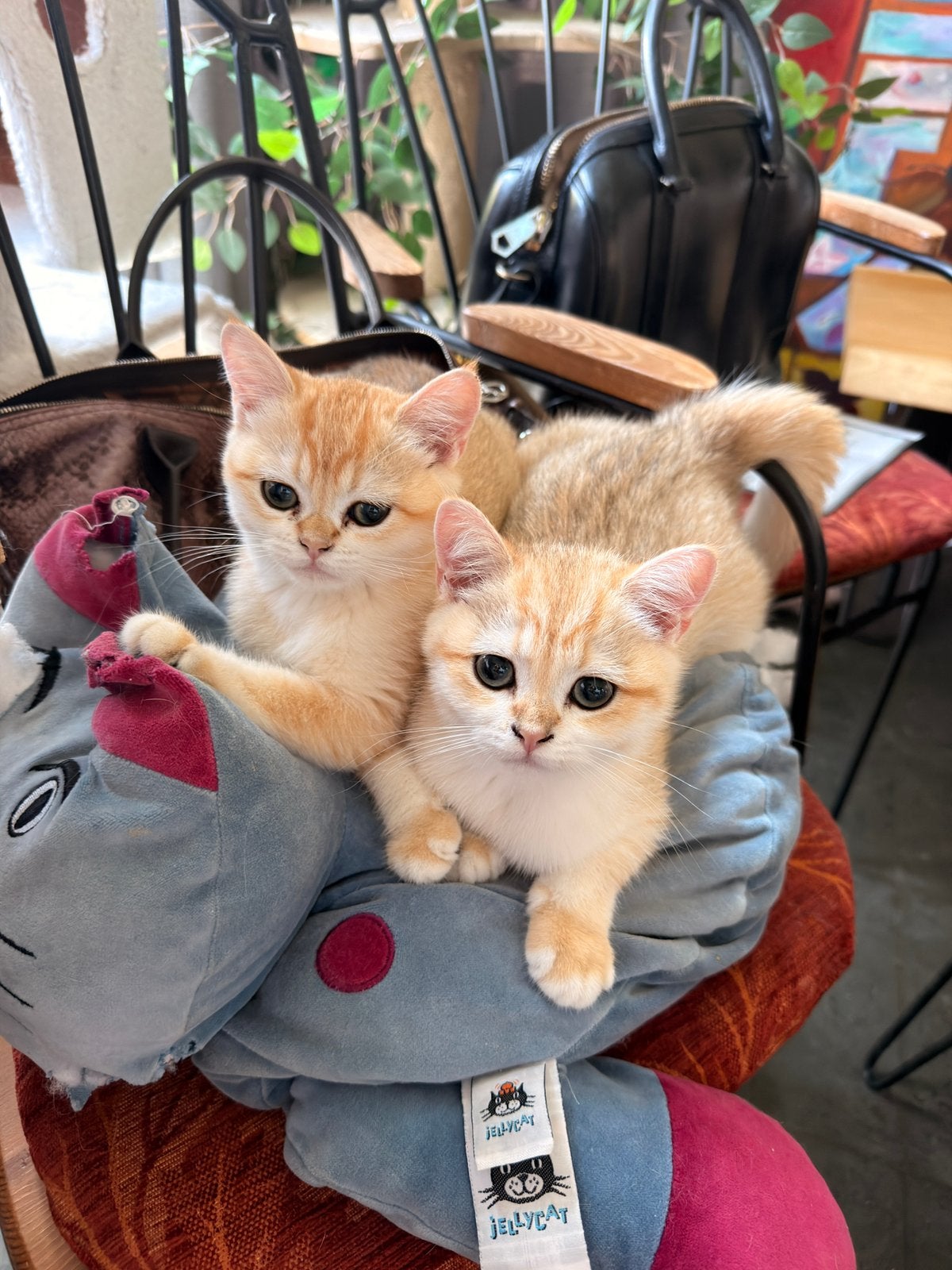 Kittens British shorthair: Golden Shaded cartoon faces, Dieren en Toebehoren, Poes, Gechipt, 0 tot 2 jaar
