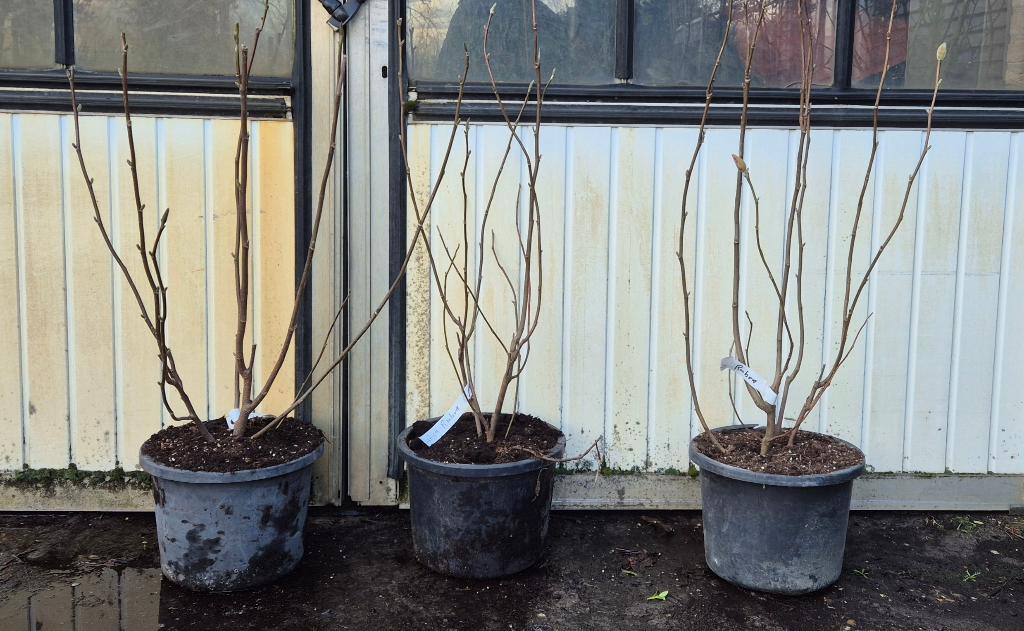 Magnolia soulangeana 'Rustica Rubra' | Beverboom, Ophalen, Overige soorten, 100 tot 250 cm