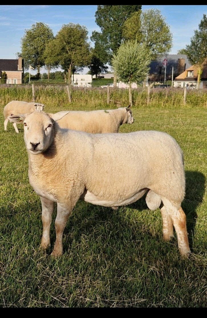 Dekram Mergelander x Texelaar, Dieren en Toebehoren, Mannelijk, Schaap, 0 tot 2 jaar