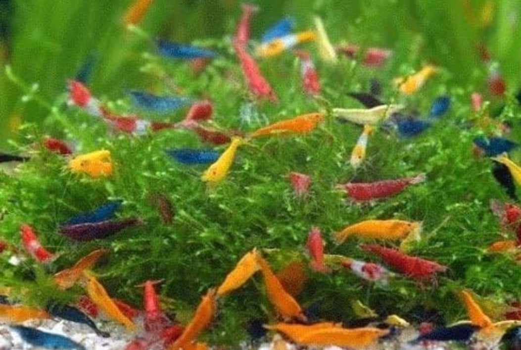 mix 50 garnalen op kraanwater eventueel verzenden, Dieren en Toebehoren, Vissen | Aquariumvissen, Kreeft, Krab of Garnaal