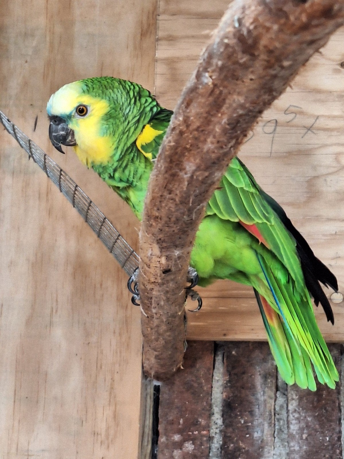 Te koop blauwvoorhoofd amazone koppel, Dieren en Toebehoren, Meerdere dieren, Papegaai, Tam