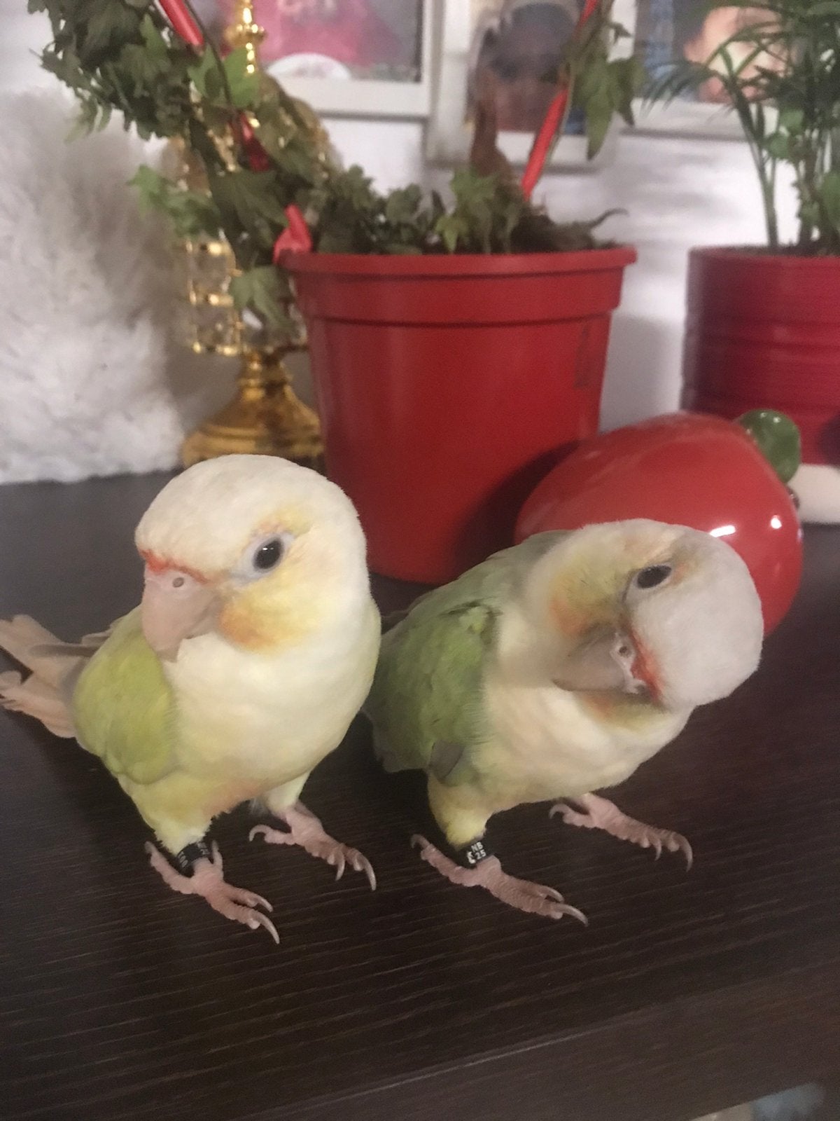 koppel Pyrrhura met kooi, Dieren en Toebehoren, Meerdere dieren, Papegaai, Geringd