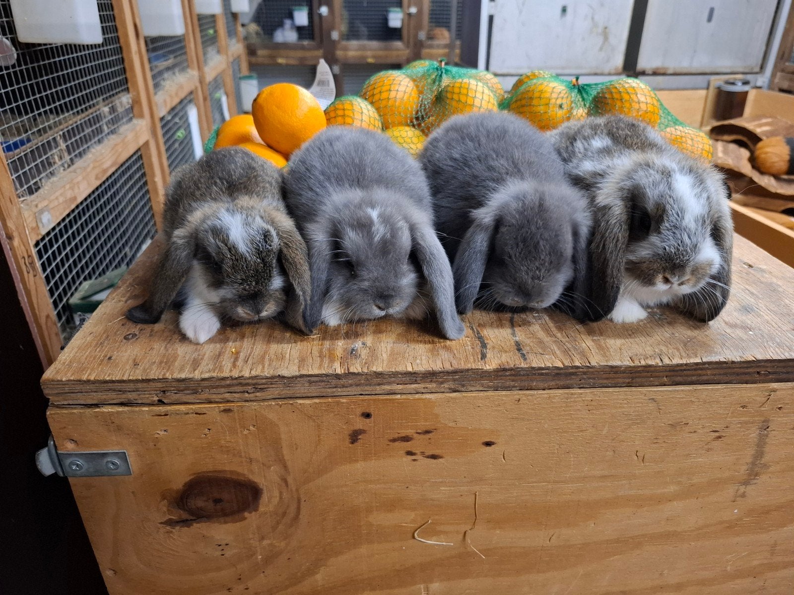 mooie tamme dwergkonijntjes in verschillende kleuren, Dieren en Toebehoren, Konijnen, Meerdere dieren, Dwerg