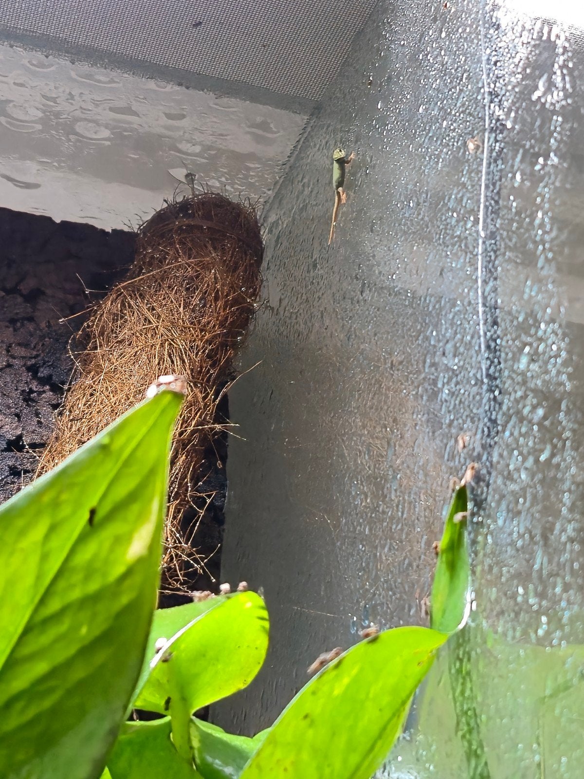 Lygodactylus williamsi 0.0.X te koop, Schildpad, 0 tot 2 jaar