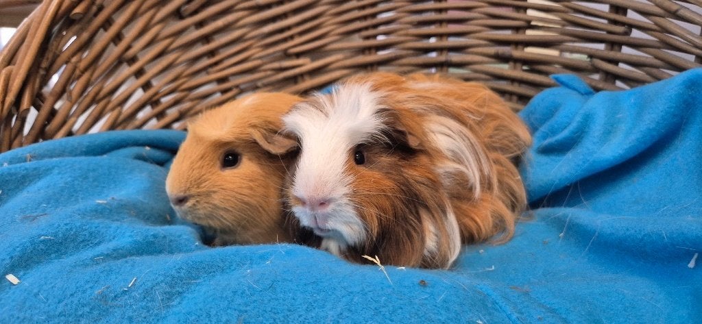 Caviakoppel GUUS & OLLI uit de opvang zoeken een tehuis!, Augustus, Meerdere dieren, Cavia