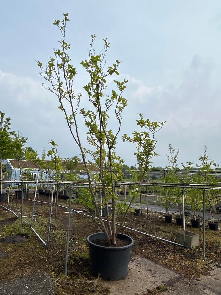 Styrax chinensis, Tuin en Terras, Planten | Bomen, Overige soorten, Lente, 250 tot 400 cm, Ophalen