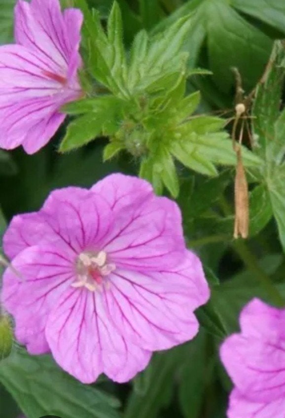 Geranium 'Tiny Monster' - P9 pot, Bodembedekkers, Volle zon, Vaste plant, Ophalen of Verzenden