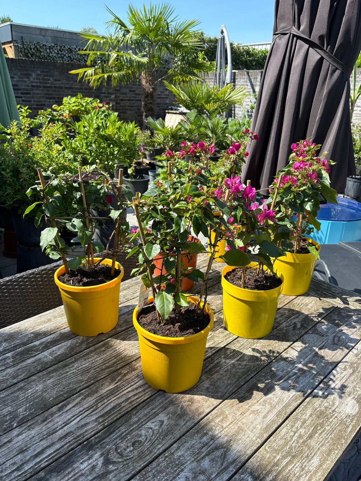 Diverse prachtige bougainvillea’s in diverse maten/kleuren!, Volle zon, Vaste plant, Zomer, Ophalen