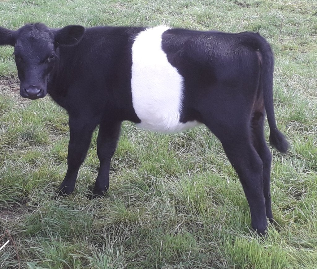 Lakenvelder vaarskalf en Dexter koe zwanger van LV stier, Meerdere dieren, 0 tot 2 jaar