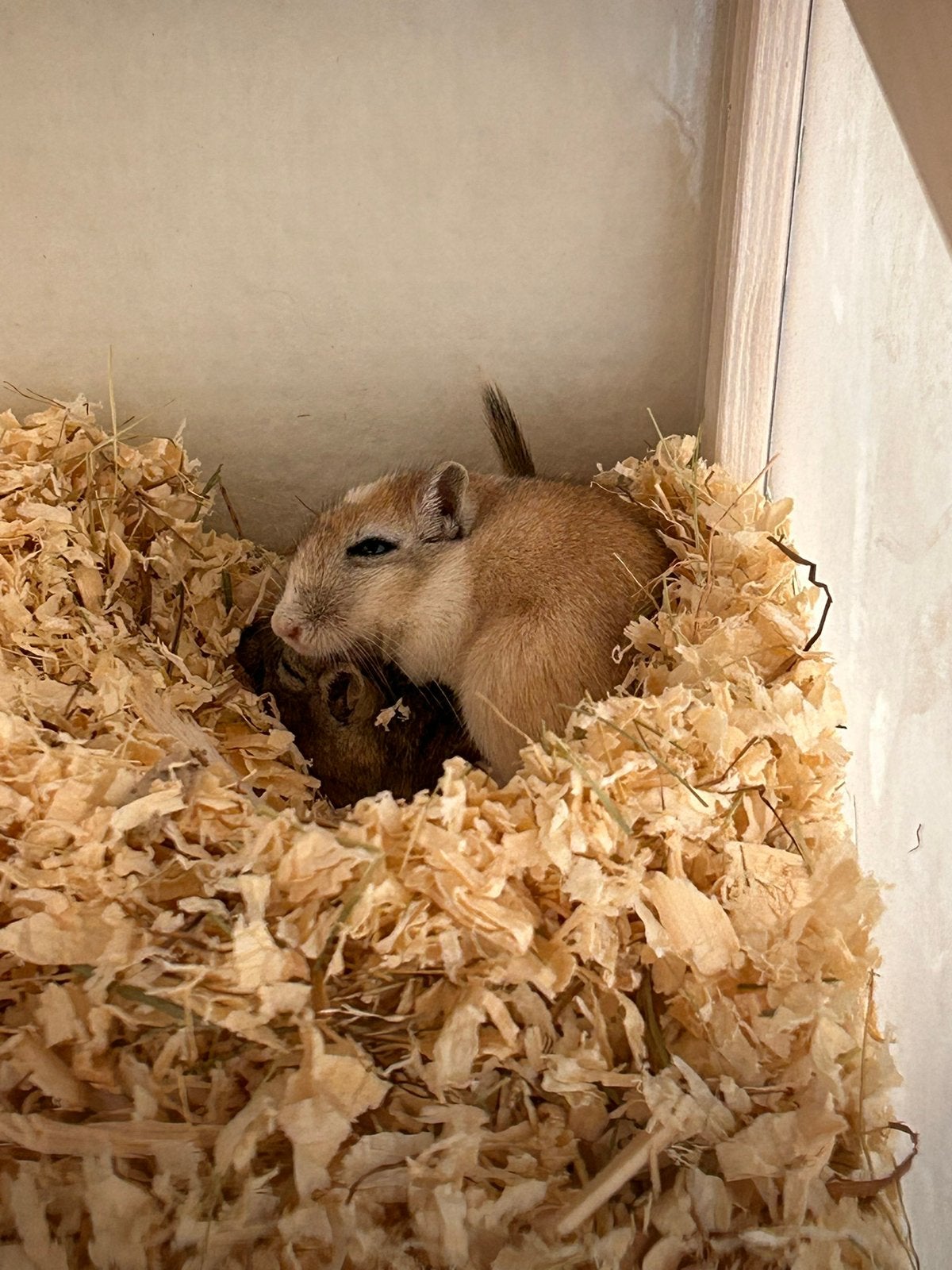 Gerbils, Dieren en Toebehoren, Knaagdieren, Vrouwelijk, Overige typen, Maart, Tam