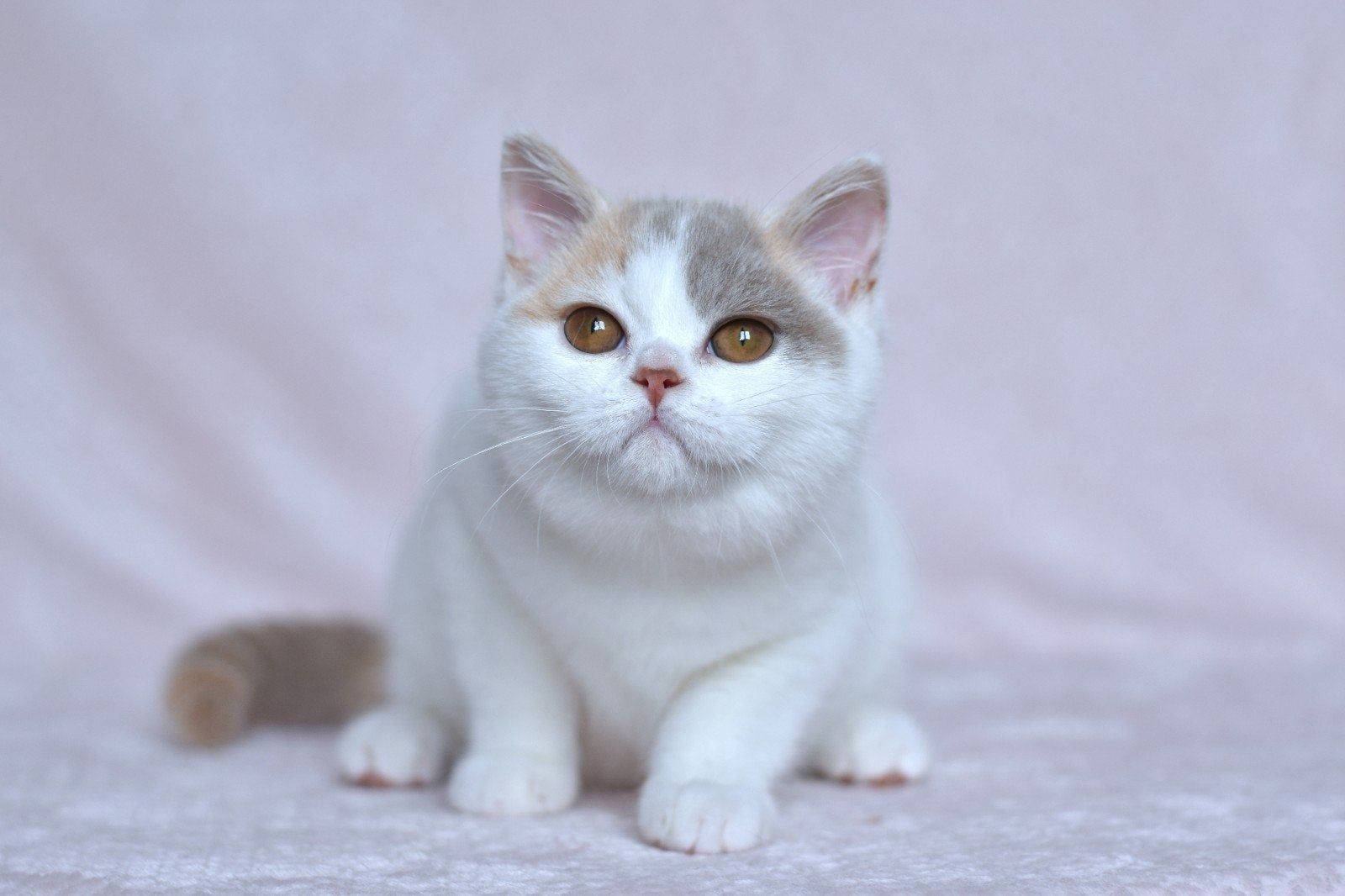 Britse Korthaar Lilac Tortie Harlekijn – Oriana, Dieren en Toebehoren, Poes, Met stamboom, 0 tot 2 jaar