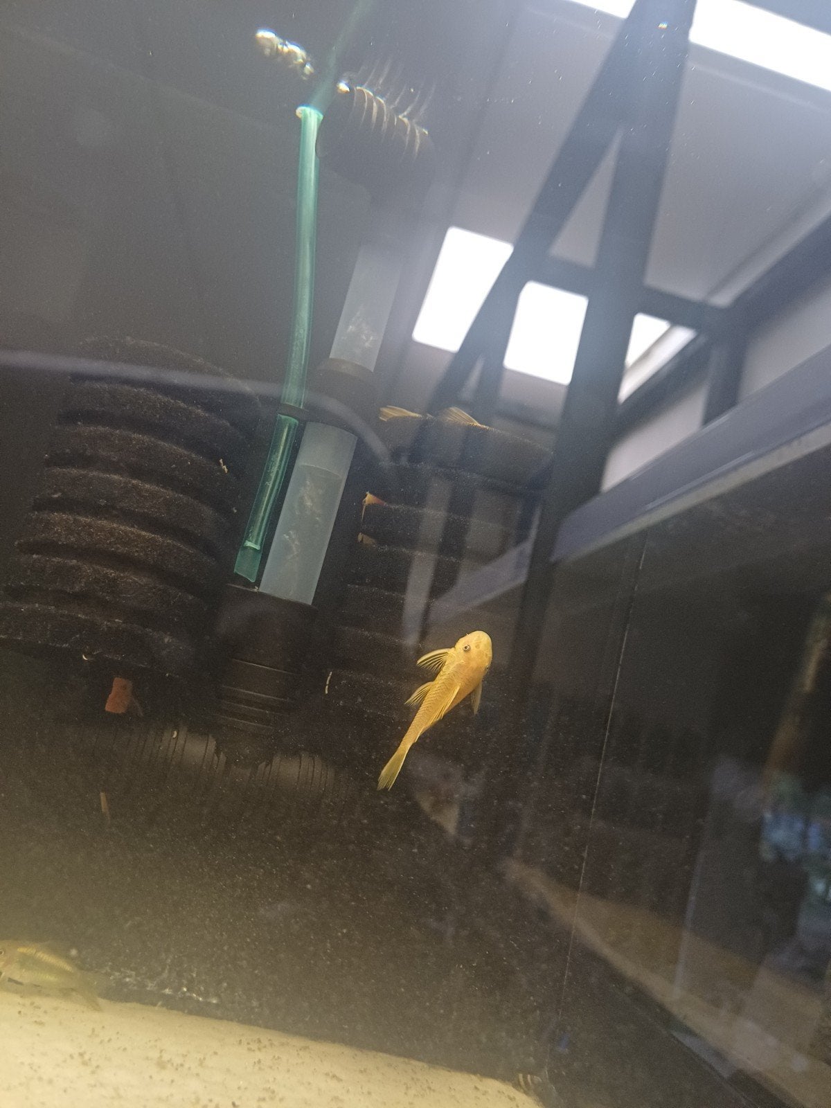 L144 gold ancistrus
