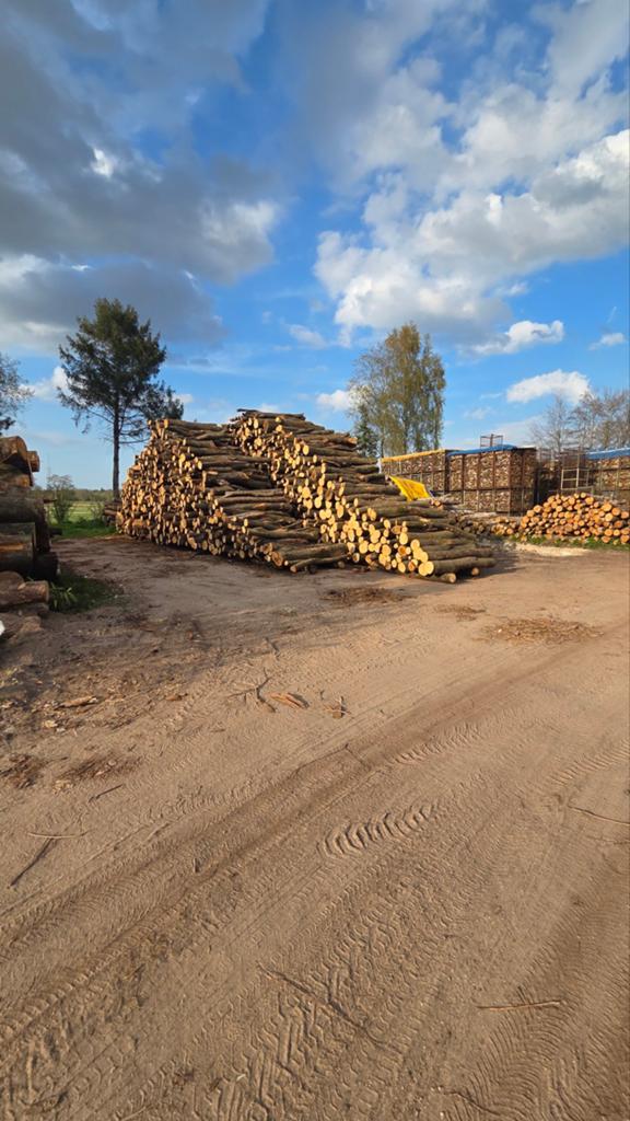 brandhout / stamhout, Tuin en Terras, Haardhout, 6 m³ of meer, Ophalen of Verzenden, Eikenhout, Stammen