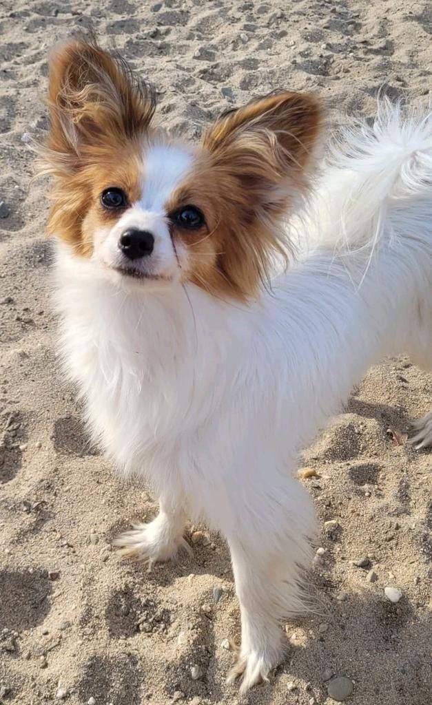 Papillon fokkersvoorwaarden, 15 weken tot 1 jaar, Teef, Eén hond, Nederland