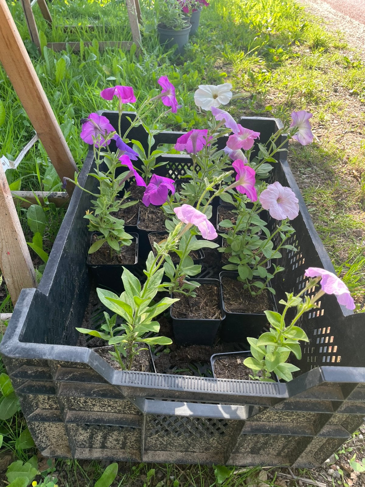 Pentunia’s, Tuin en Terras, Planten | Tuinplanten, Ophalen of Verzenden, Eenjarig, Overige soorten, Volle zon