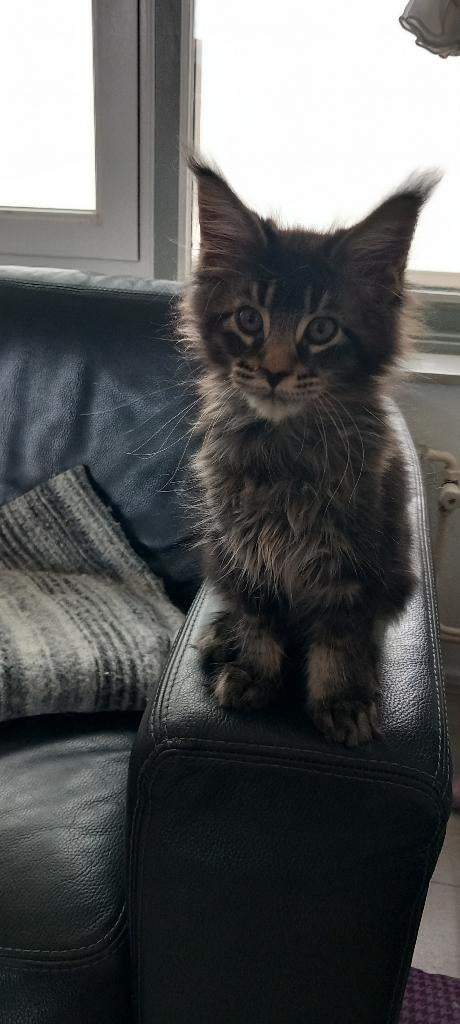 Super lief Maine Coon katertje met stamboom., Dieren en Toebehoren, Katten en Kittens | Raskatten | Langhaar, Kater, Met stamboom