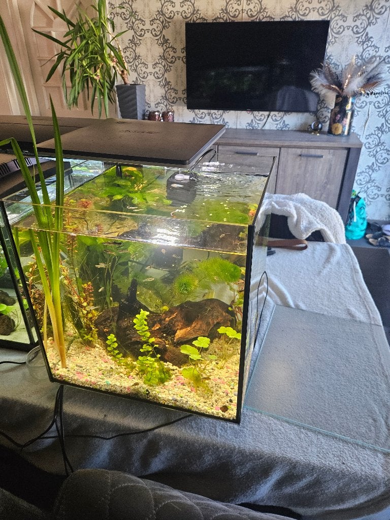 Aquarium 60 liter, Dieren en Toebehoren, Ophalen, Overige typen, Zo goed als nieuw, Inclusief vissen