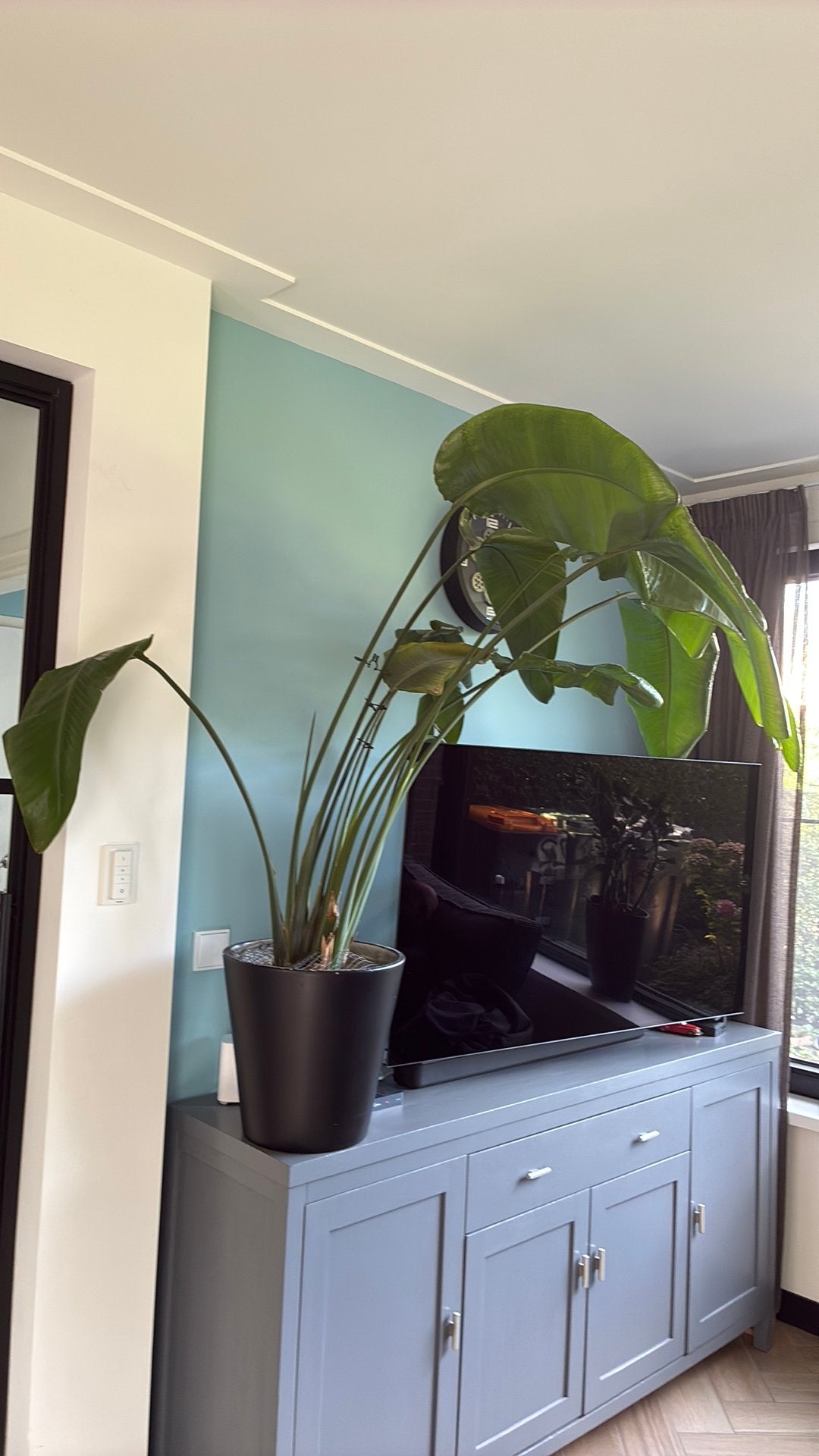 Strelitzia, Groene kamerplant, Ophalen, Halfschaduw, 100 tot 150 cm