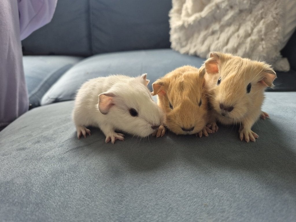 Mooie baby cavia's, Cavia, Juni, Meerdere dieren, Tam