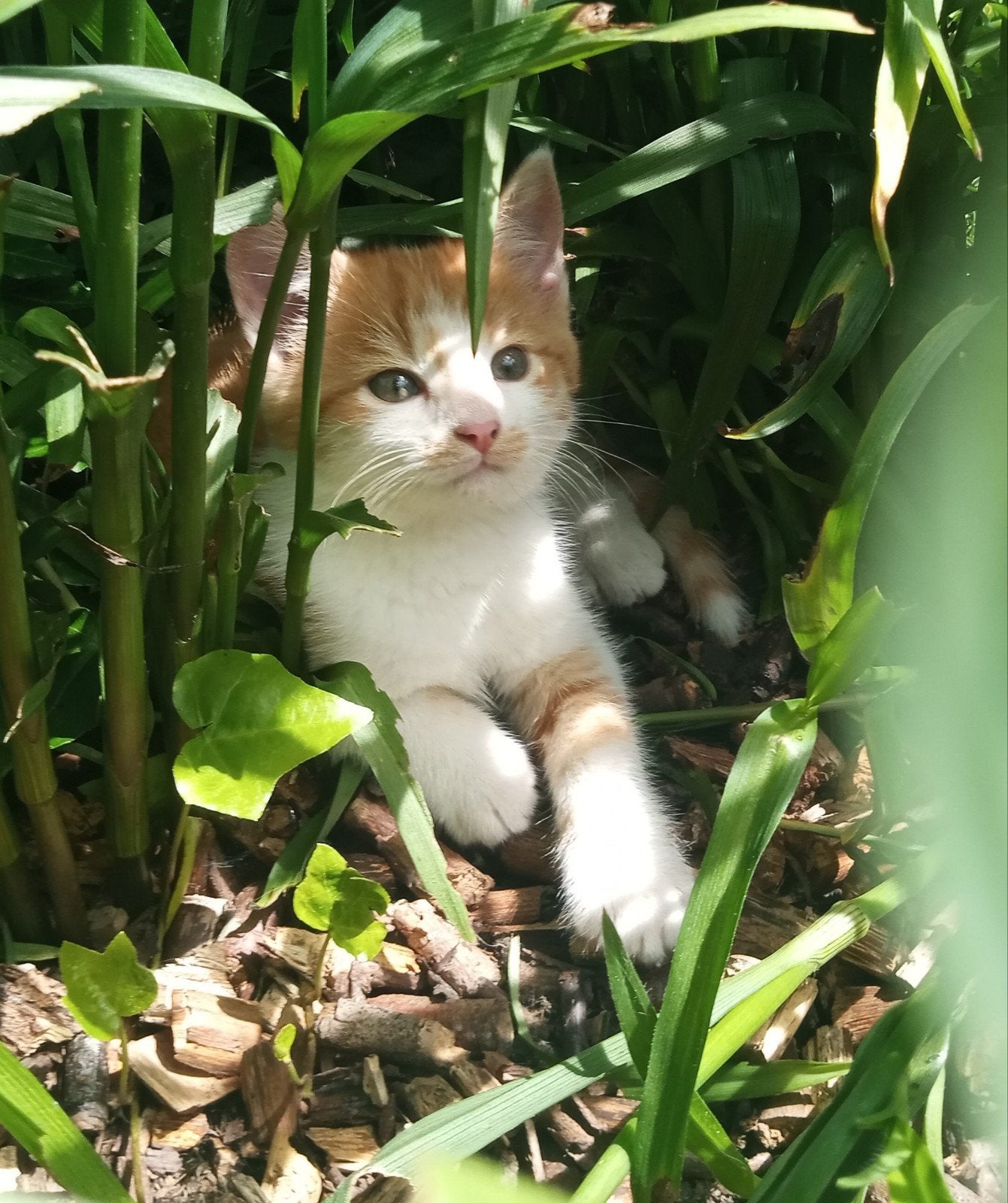 Drie schattige kittens te koop, Dieren en Toebehoren, Katten en Kittens | Overige Katten, Meerdere dieren