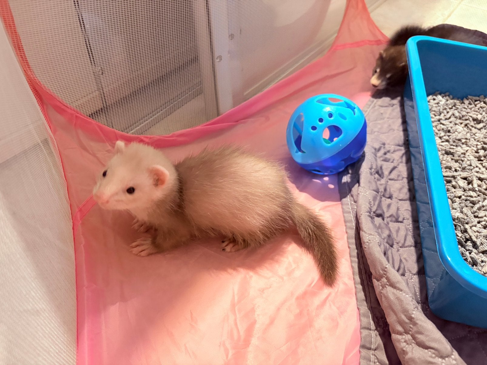 Verschillende mooie lieve fretten pupjes, Dieren en Toebehoren, Juni, Meerdere dieren